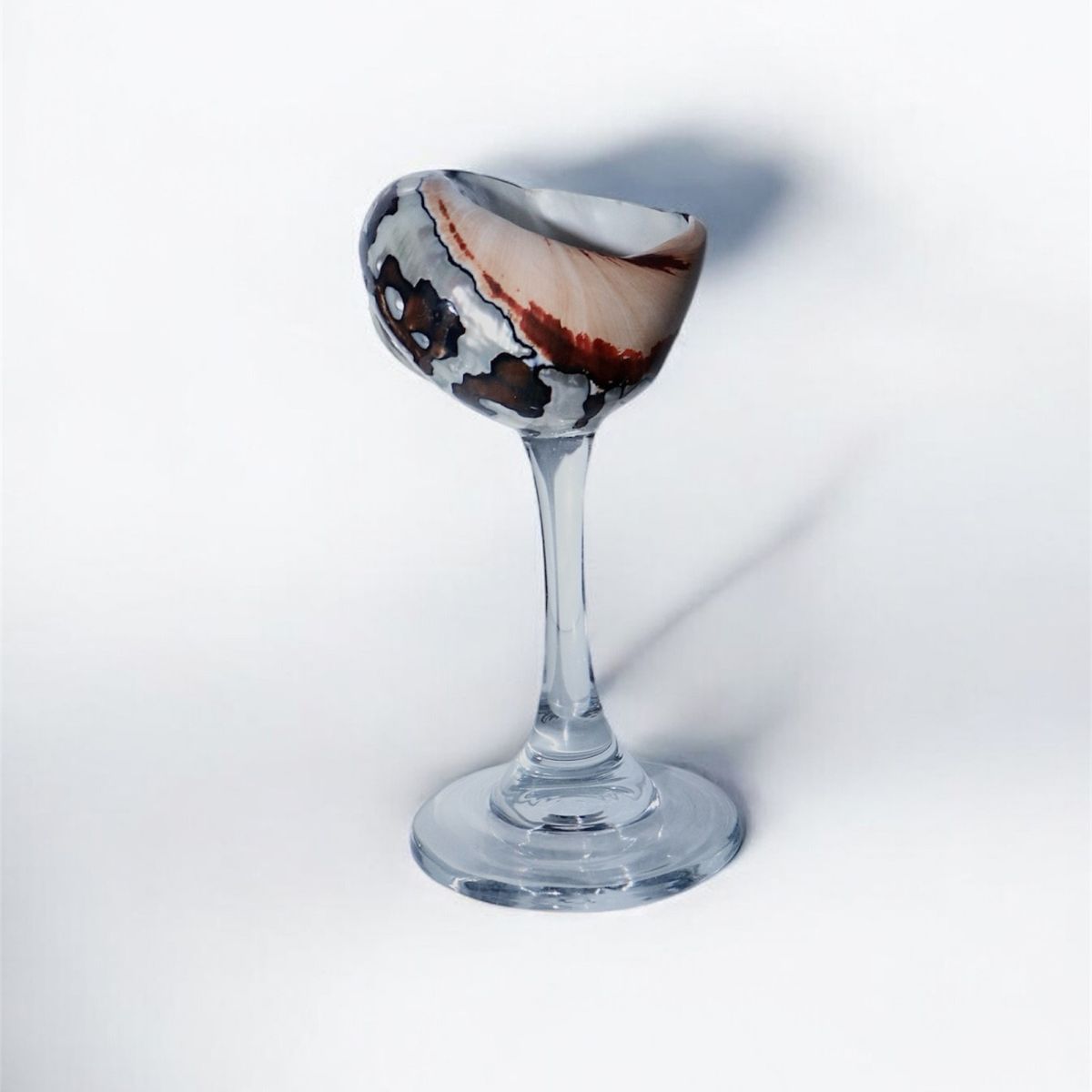 Clear African Turbo Shell Glass