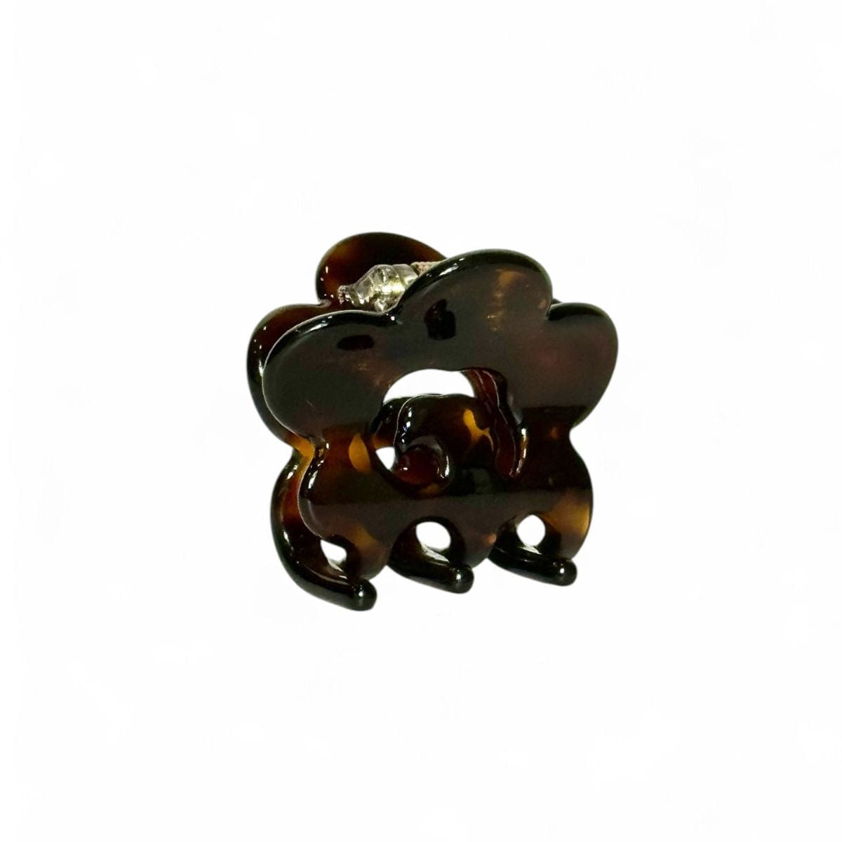 Daisy (Black Tortoise)