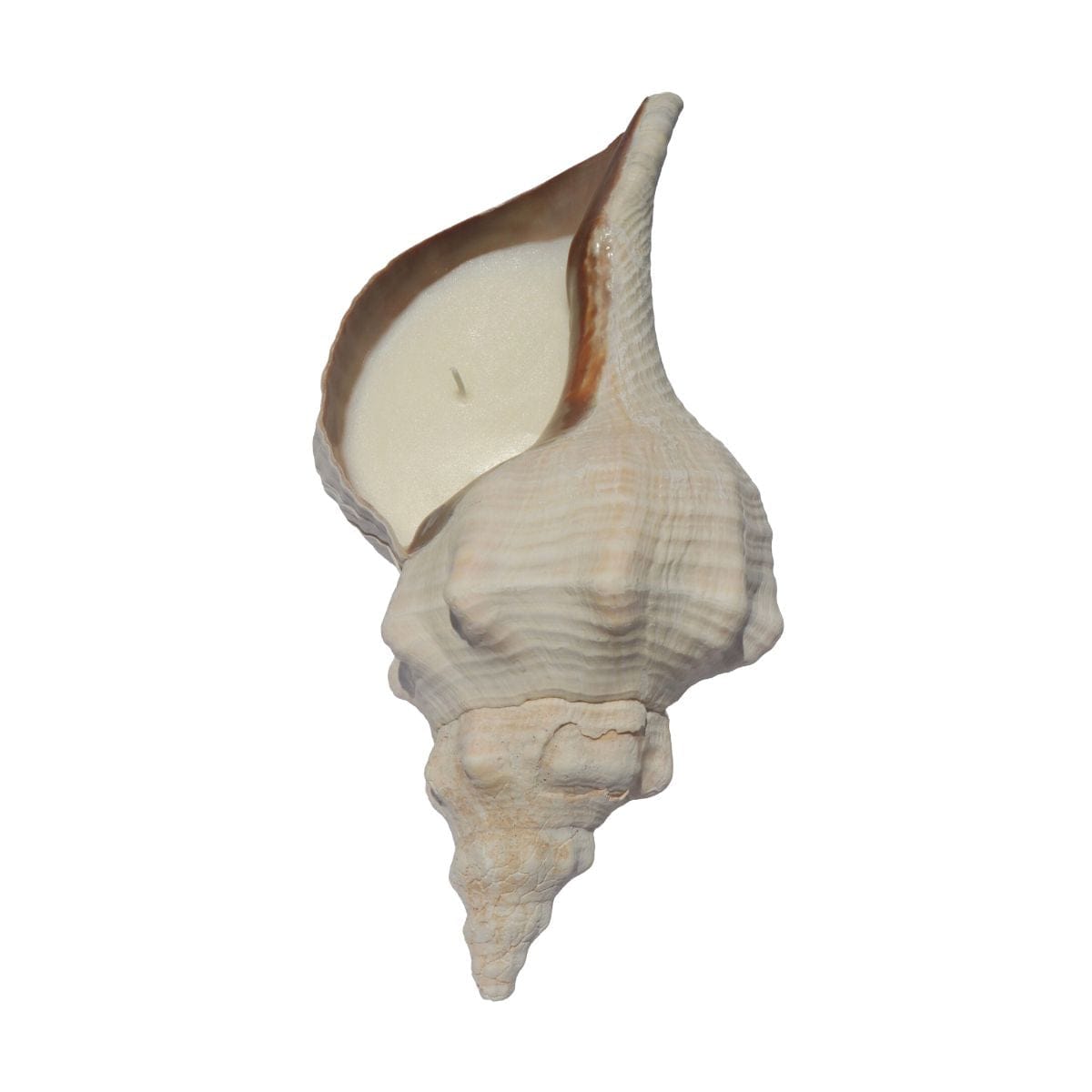 Conch Candle